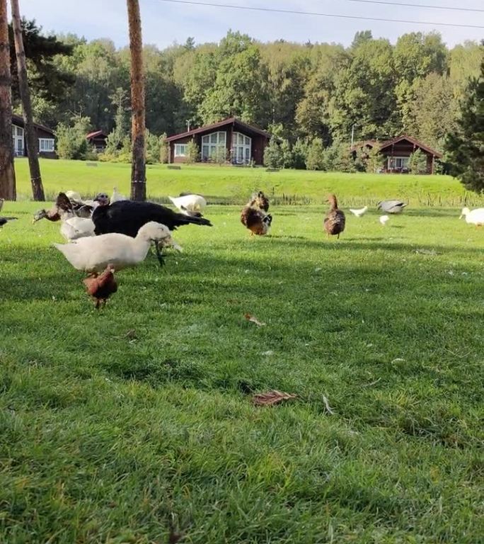 鹅、鸭、鸡和火鸡在农场上吃饲料。家禽饲养。