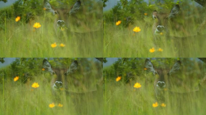一只水羚在坦桑尼亚大草原的绿色区域吃草