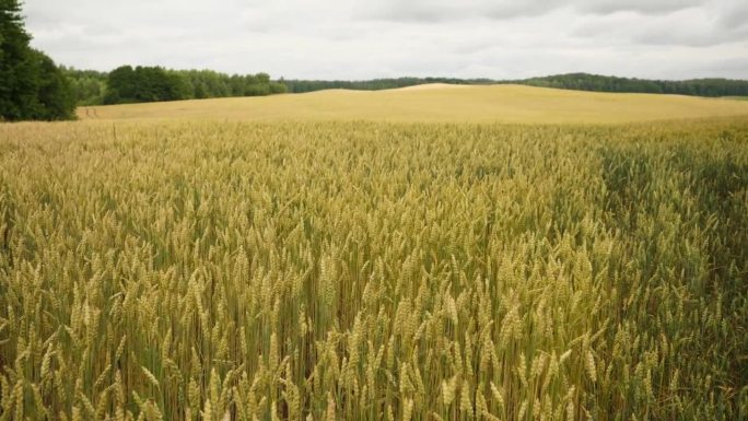 麦田背景的黑暗戏剧性的天空。小麦的小穗随风摇摆。夏天收获谷物。农业经营环境友好型小麦。全球粮食危机。