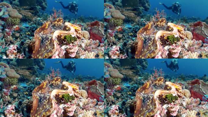 巨型蛤蜊特写。水下的珊瑚礁。