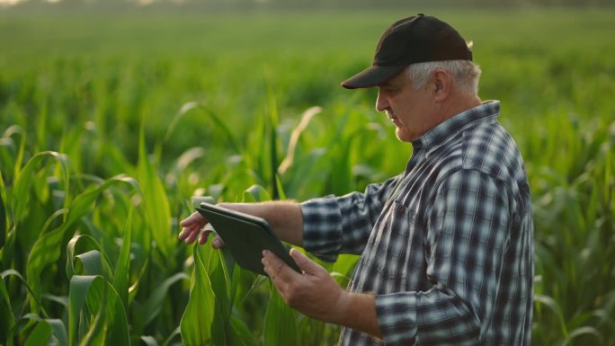 高级农民在田间检查夏季玉米植株的生长情况，农艺师在观察叶片