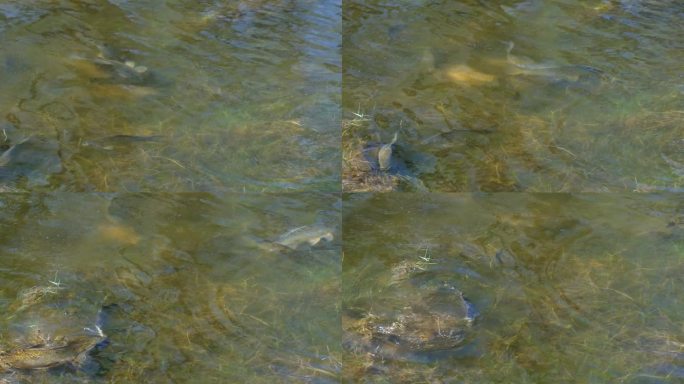 克罗地亚Lonjsko polje淹水草地上的普鲁士鲤鱼(Carassius gibelio)繁殖