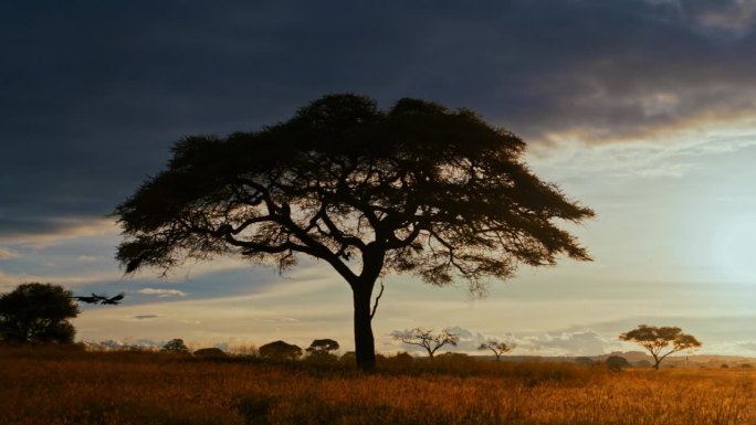 坦桑尼亚大草原上，鸟儿从金合欢树上飞下来的美丽照片