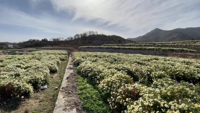 白菊花 国家地理标志保护产品 药食同源