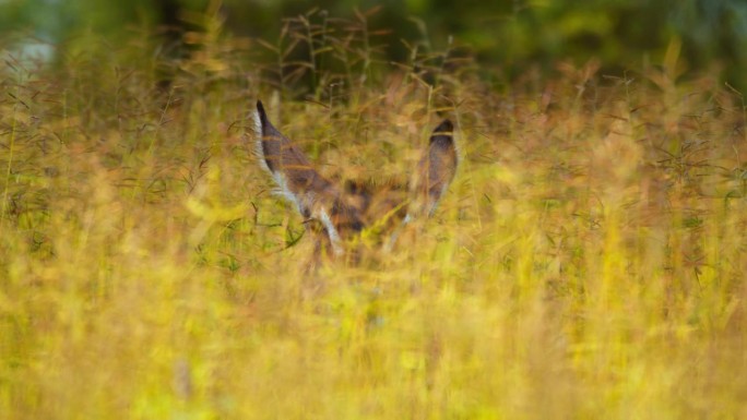 一只黑斑羚在草丛中好奇地窥视