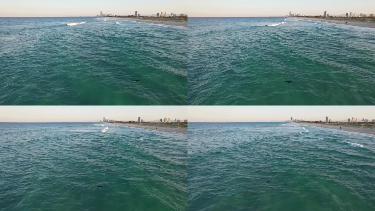 有沙滩的吐沙带-小海豹在波浪水中游泳。——空中