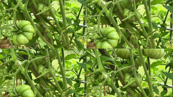 温室绿番茄种植园的番茄植株。有机农业，温室里生长的番茄幼苗。