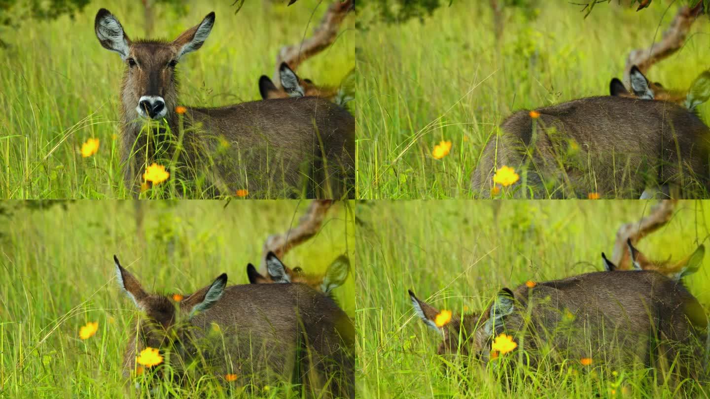 一群水羚在坦桑尼亚大草原的绿色区域吃草