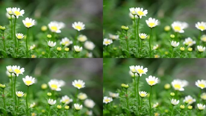 春天 细雨 小菊花 6