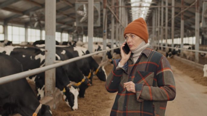 女农民在打电话谈合作奶牛牧场