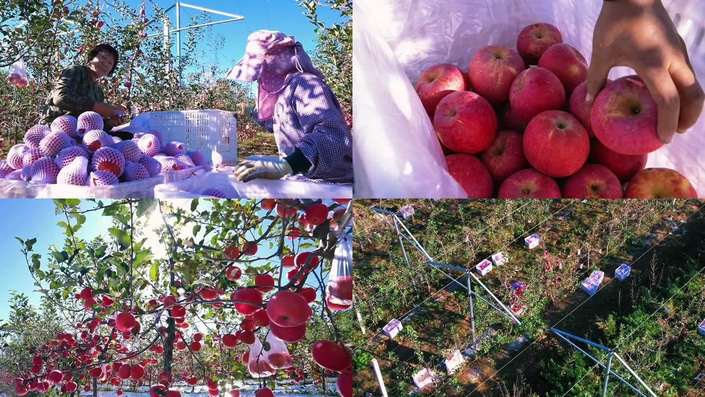 农民采摘苹果 苹果丰收苹果树农业B