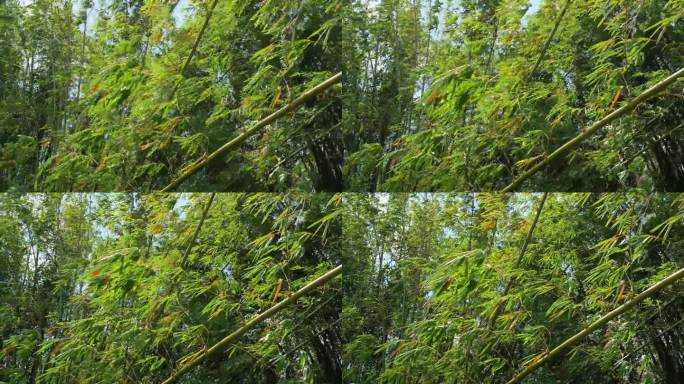 夏天被强风吹动的竹林