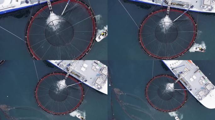 无人机拍摄的上升画面显示鱼被冲进养鱼场。