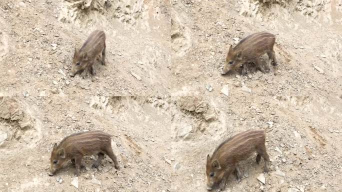 兴奋的新鲜猪探索它在奥地利的粘土环境