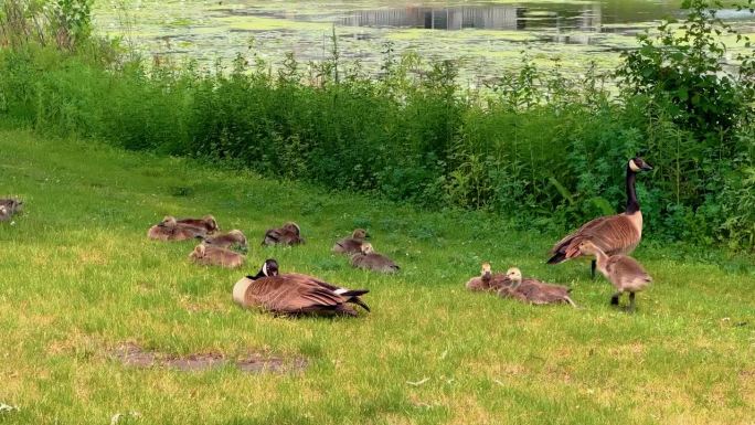 在当地公园里，多只鸭子在草地上进食，背景是鸭子