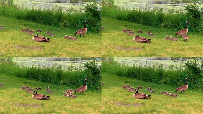 在当地公园里，多只鸭子在草地上进食，背景是鸭子