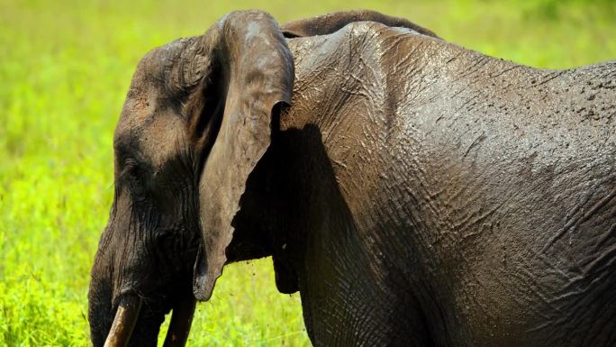 一只非洲象把水坑里的泥溅在身上