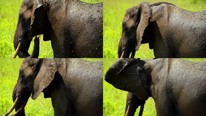 一只非洲象把水坑里的泥溅在身上