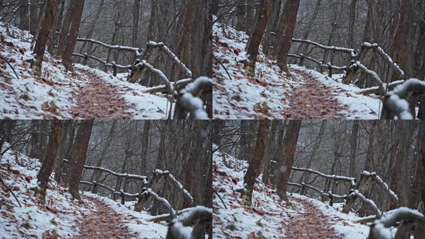 树林里飘着小雪，小路上散落着树叶碎片。滑球球