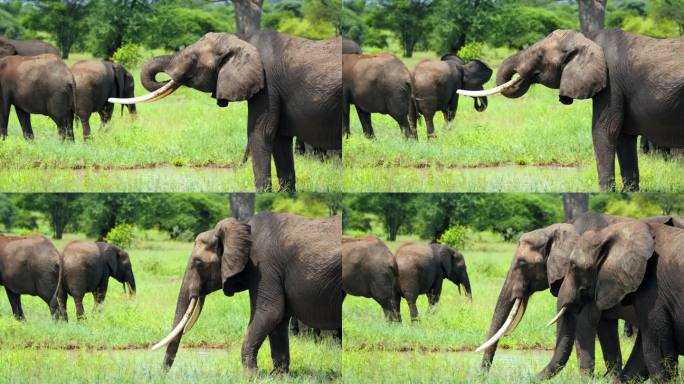 坦桑尼亚大草原上一群雄伟的非洲象