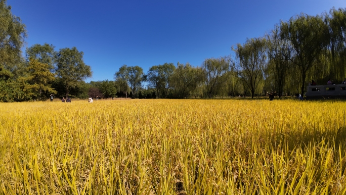 北坞公园稻田水稻农业丰收