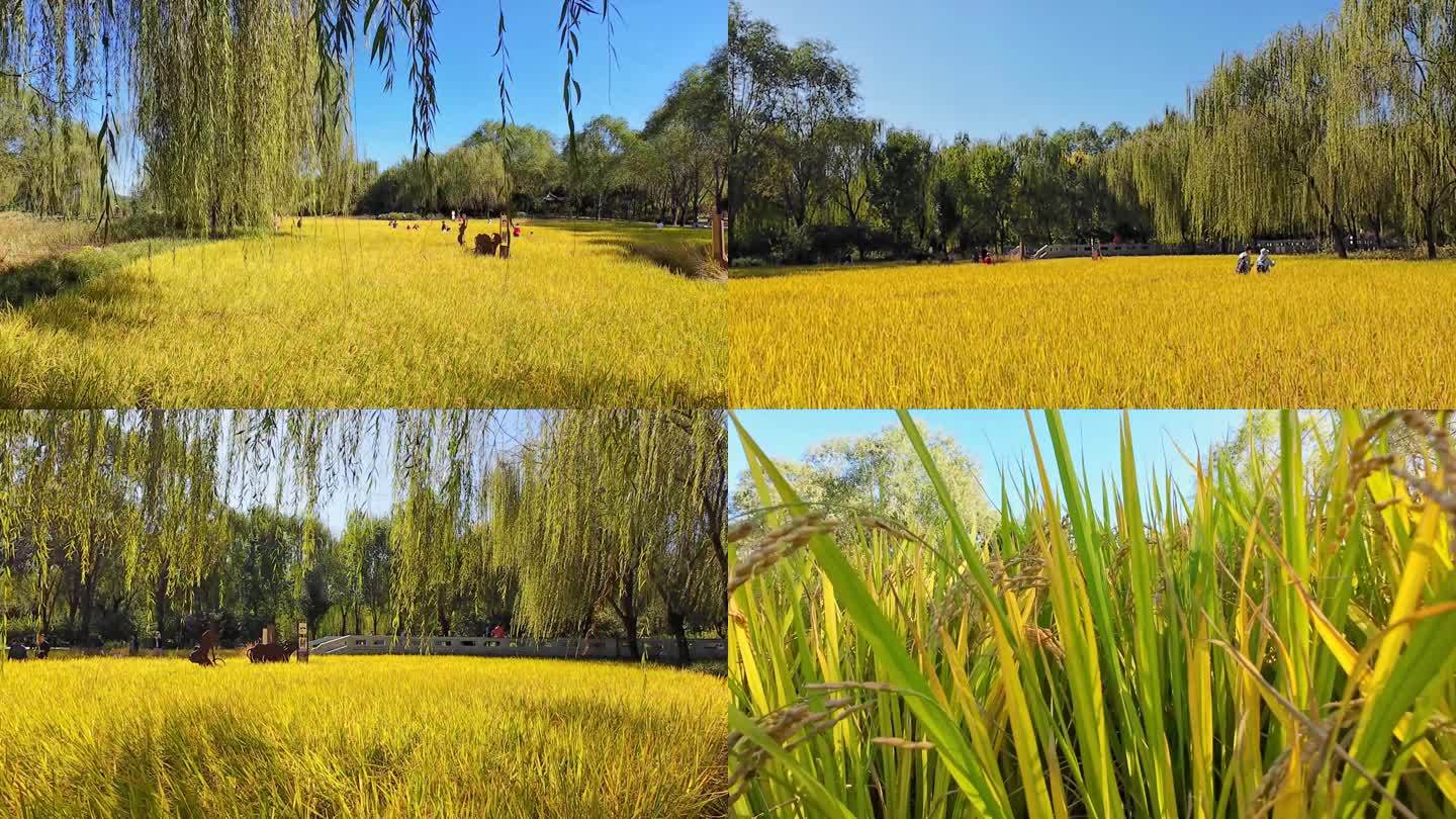 北坞公园稻田水稻农业丰收