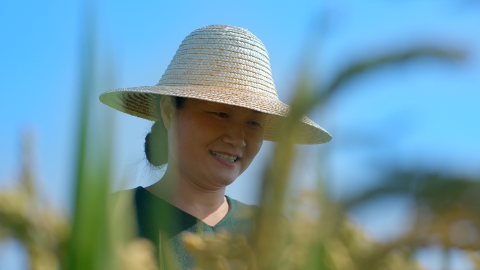 抚摸稻田水稻粮食种植稻米生产农业乡村振兴