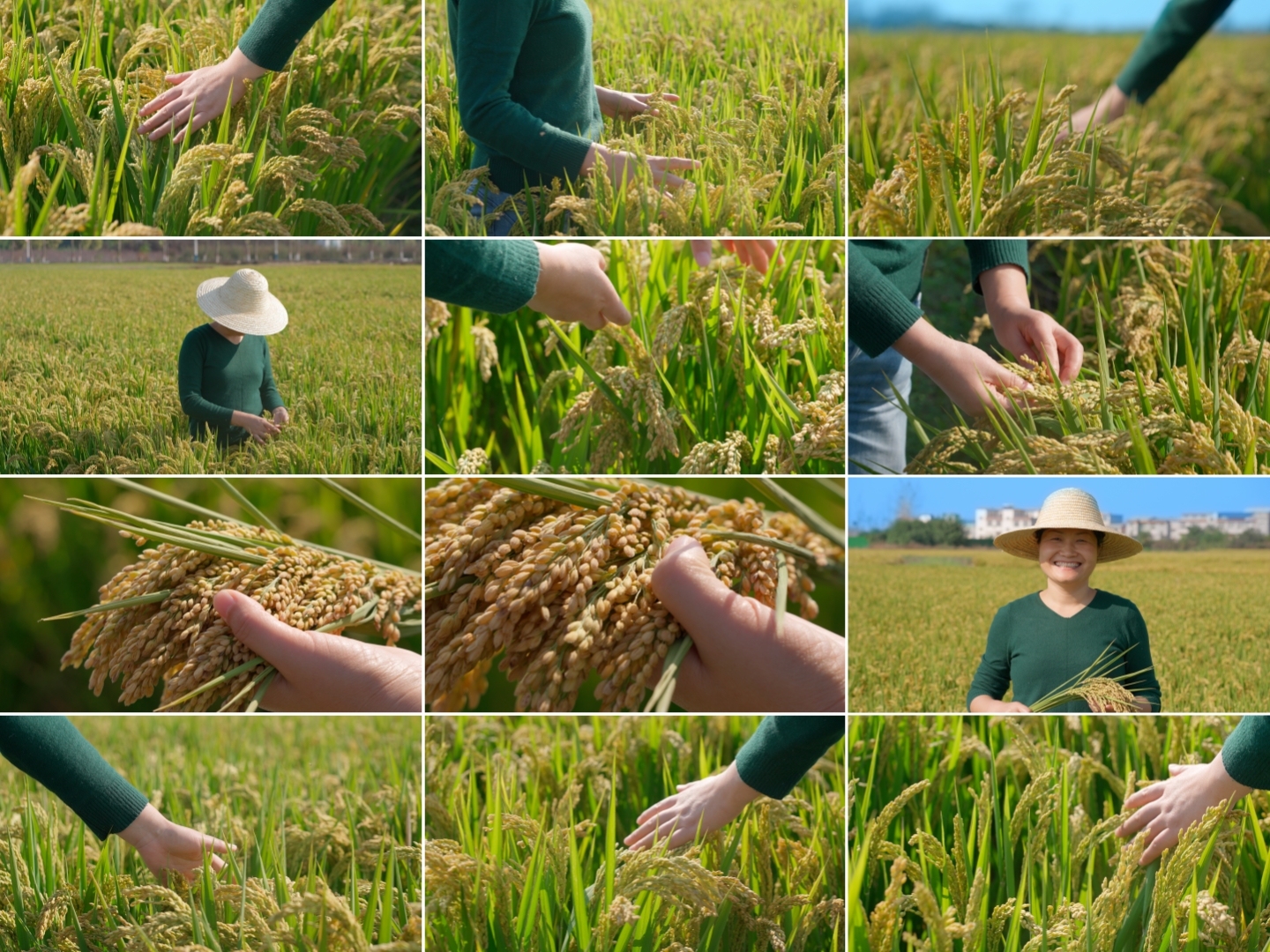 抚摸稻田水稻粮食种植稻米生产农业乡村振兴