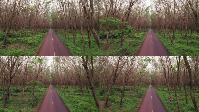 空旷的乡村公路穿过泰国的天然橡胶树农场，在天然橡胶树种植，环保宁静旅游度假
