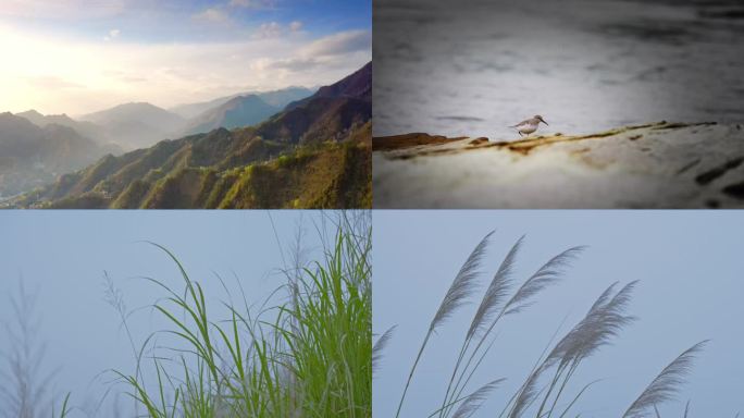 自然山川 森林云雾 流水风景 树林山水