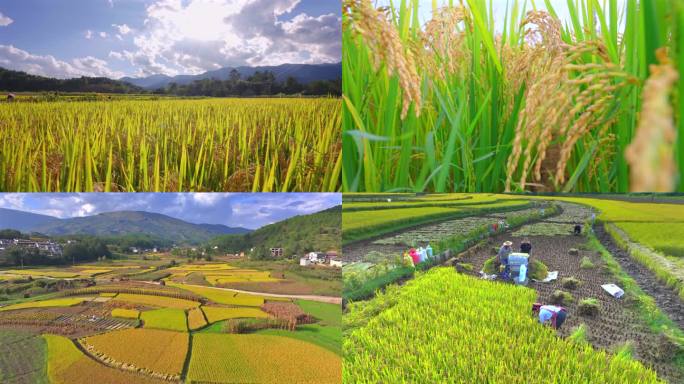 阳光稻田 乡村田园 农民丰收 水稻种植