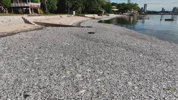 死鱼沿着泰国的海滩排列在海岸线上。