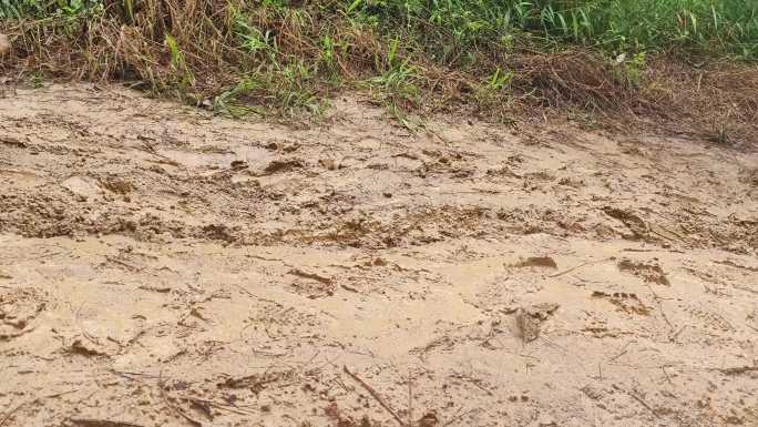 脚步特写雨天行路背影行走山路前行脚印足迹