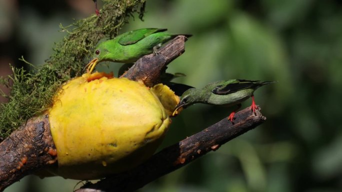 蓝灰色的Tanager，红腿和绿色的honeycreeper和许多其他美丽的鸟类在哥斯达黎加的鸟类喂