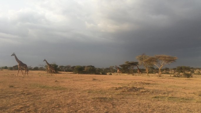 非洲草原 快跑长颈鹿视频