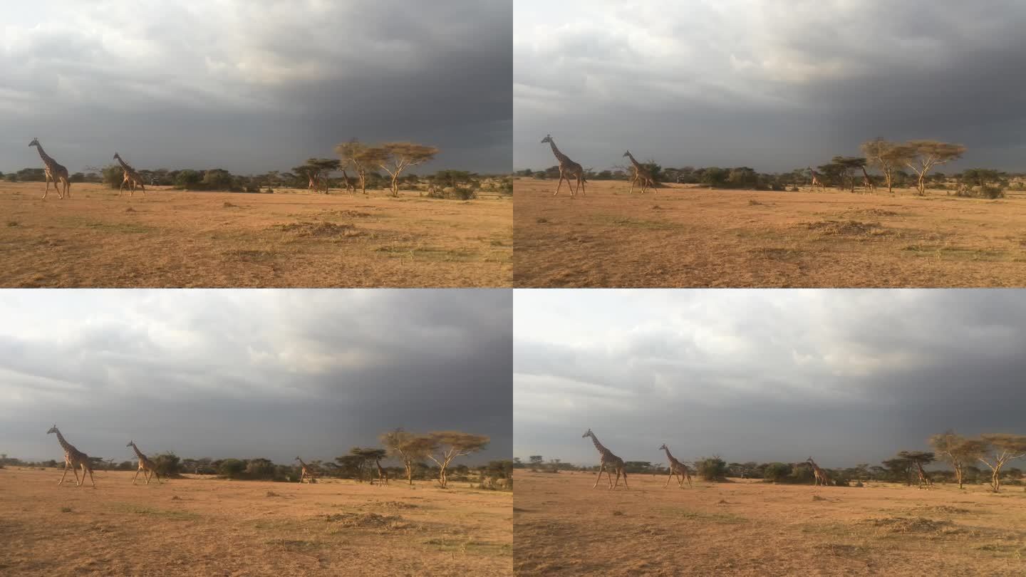 非洲草原 快跑长颈鹿视频