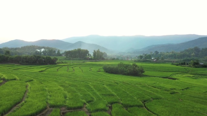 夕阳下的绿稻鸟瞰图