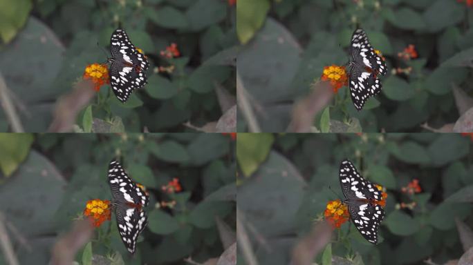 黑白蝴蝶栖息在桔黄色的花朵上