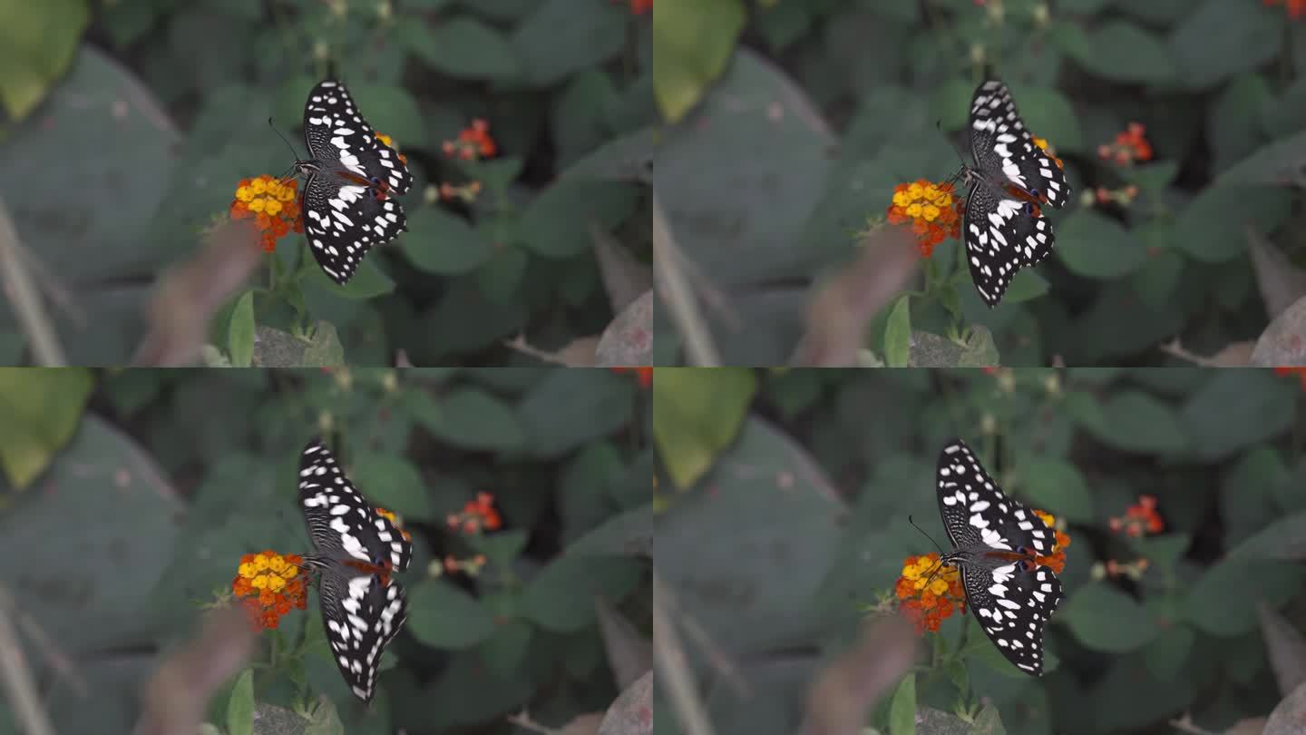 黑白蝴蝶栖息在桔黄色的花朵上