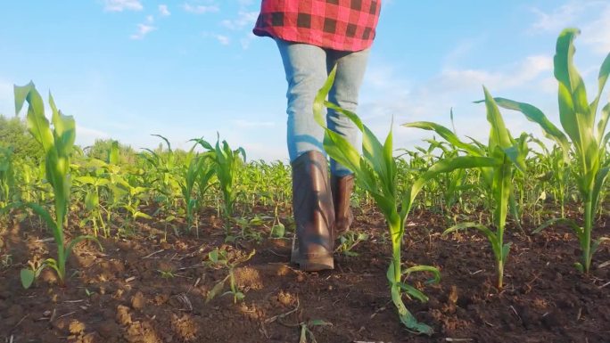 穿着橡胶靴的女性脚踩着有机农场地里的玉米秸秆。年轻农民的腿在玉米茎间穿行。农业经营理念。特写慢动作视
