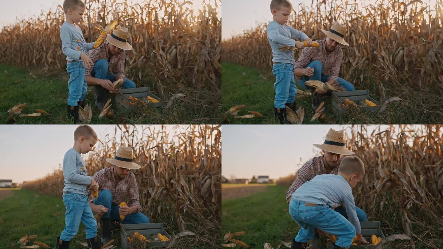 阳光明媚的日子里，父子俩在农场里剥玉米芯，装在木箱里捡玉米
