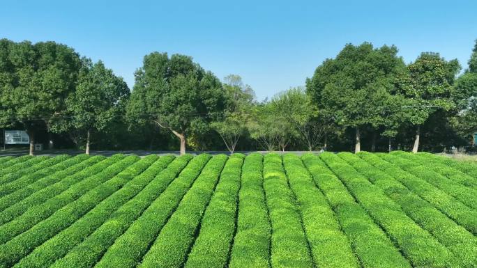 茶园航拍宣城敬亭山绿茶