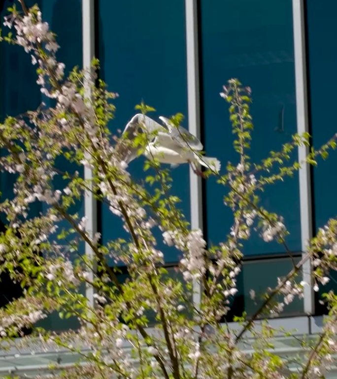 春天，一只美丽的白色海鸥在办公中心的玻璃大楼的巨大摩天大楼的背景下飞翔，树木只是海鸥的翅膀开花，相机