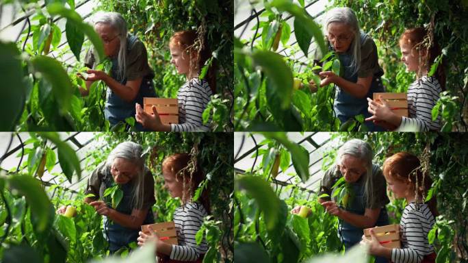 奶奶和孙女一起在花园里摘辣椒。
