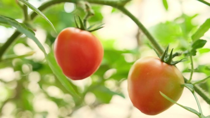 温室藤上生长的番茄蔬菜。
