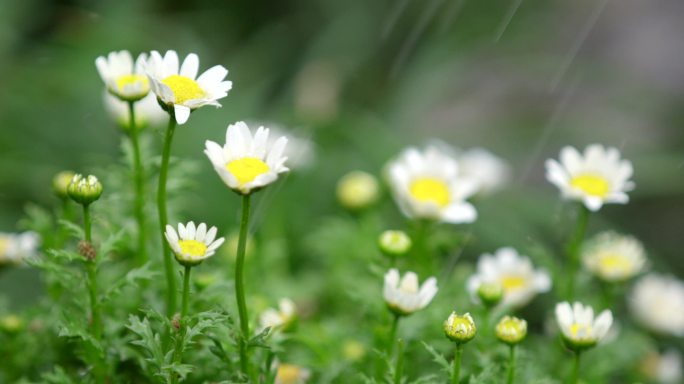 春天 细雨 小菊花 4