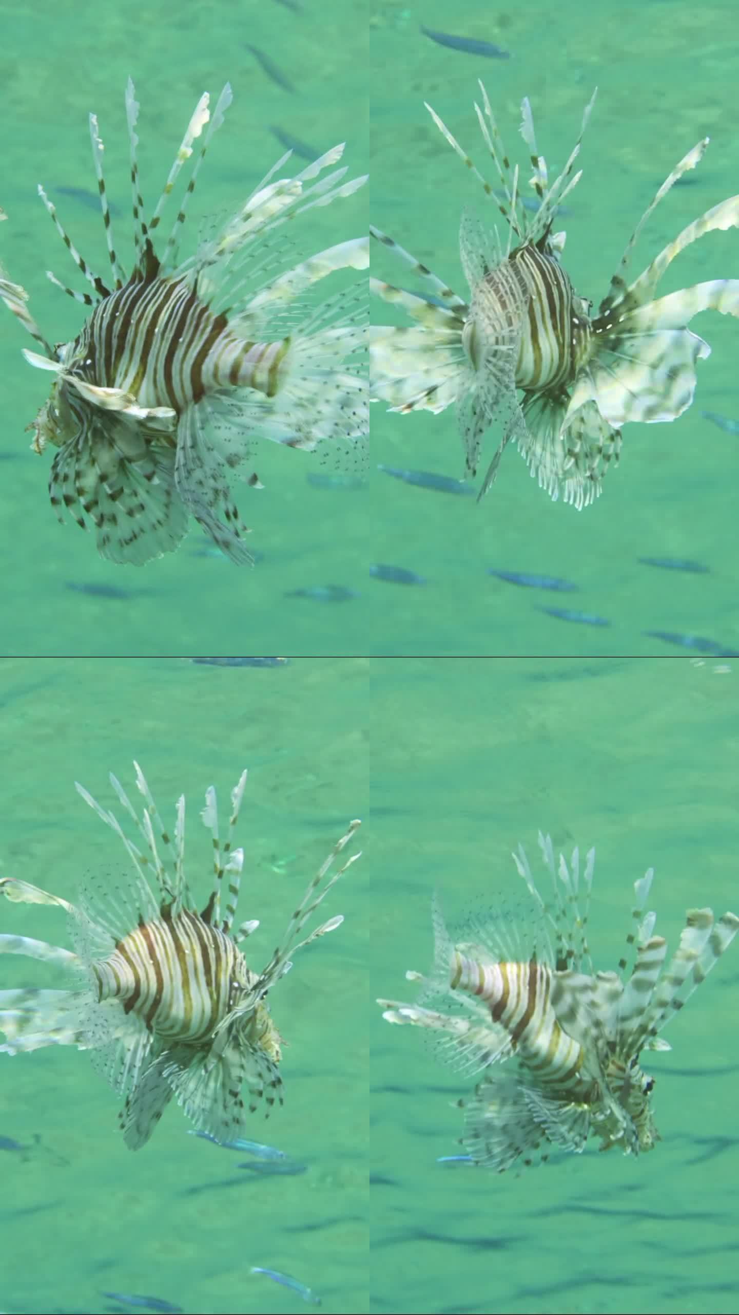 狮子鱼在水下游动，捕食幼鱼，慢动作
