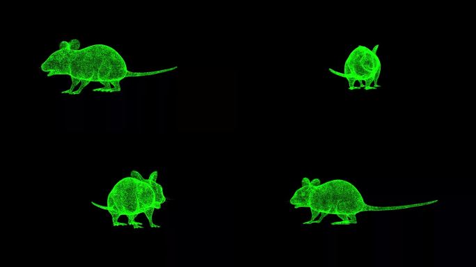 3D鼠标在黑色背景上旋转。小动物概念。啮齿动物和害虫。商业广告背景。用于标题，文本，演示。3d动画6