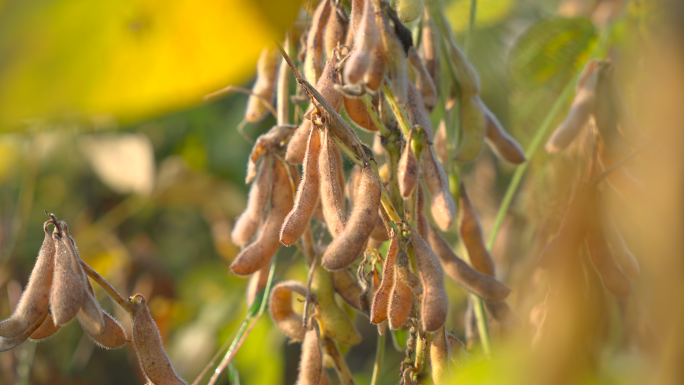 秋天成熟的黄豆