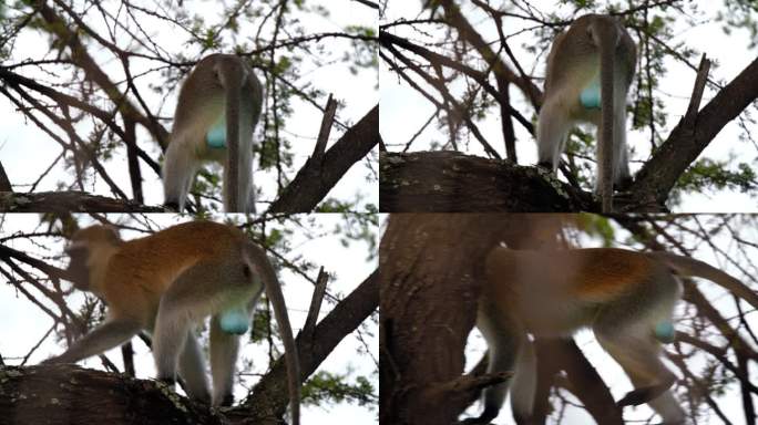 雄性长尾猴爬在树枝上